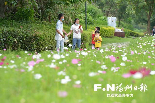 福州花海公園再迎波斯菊“盛宴”