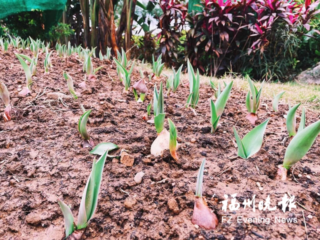 福州沙灘公園上千平方米郁金香迎春節(jié)
