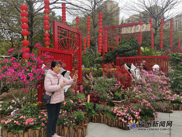 逾5000株杜鵑花展出 琴亭湖公園首屆杜鵑花節今日開幕