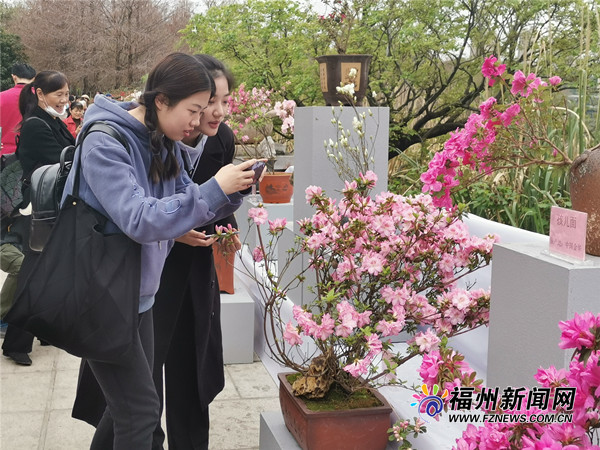 逾5000株杜鵑花展出 琴亭湖公園首屆杜鵑花節今日開幕