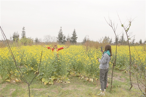 閩江河口濕地公園大片的油菜花盛開