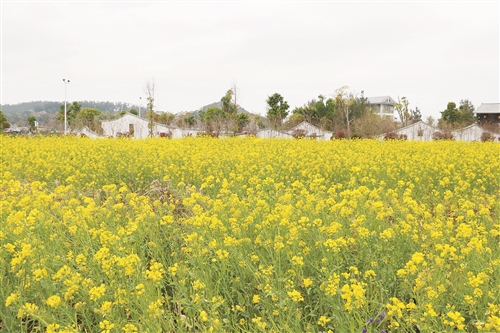 閩江河口濕地公園大片的油菜花盛開