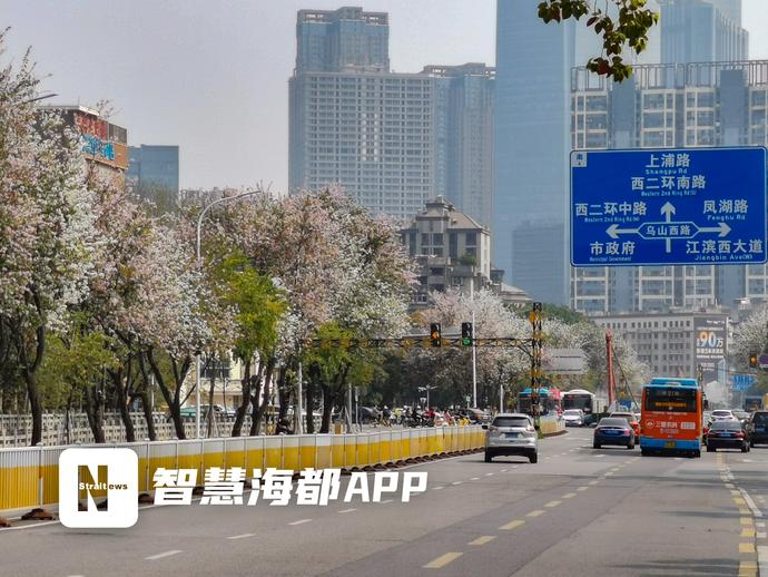 驚艷！羊蹄甲盛放，福州工業路花街回歸