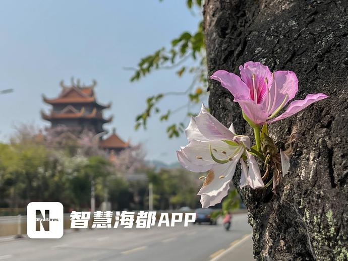 驚艷！羊蹄甲盛放，福州工業路花街回歸