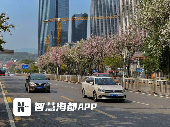 驚艷！羊蹄甲盛放，福州工業路花街回歸