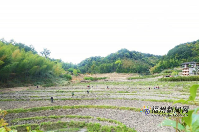 “網紅”粉黛花海來永泰啦！9月將開花迎接游客