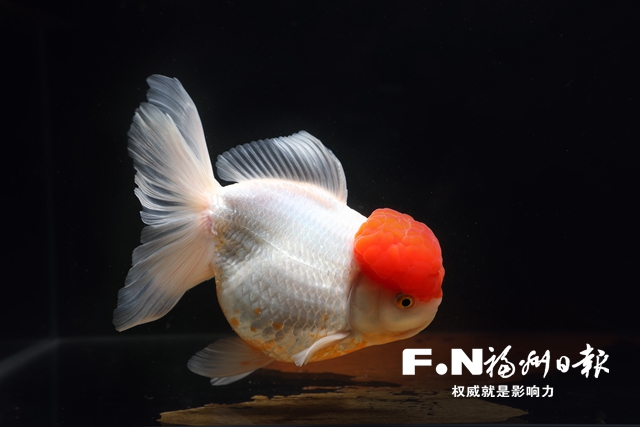 2022年福州金魚“神州行”和“進萬家”活動將于2月8日啟動