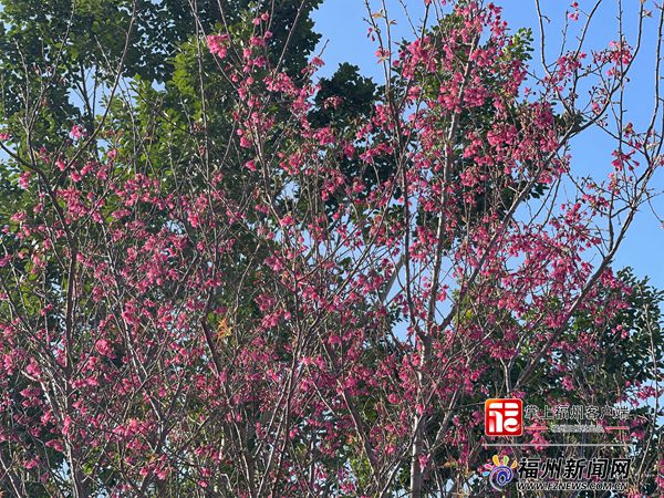 世遺林，紅了！