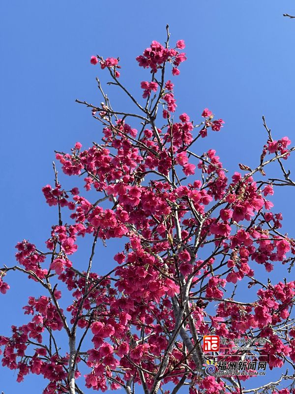 世遺林，紅了！