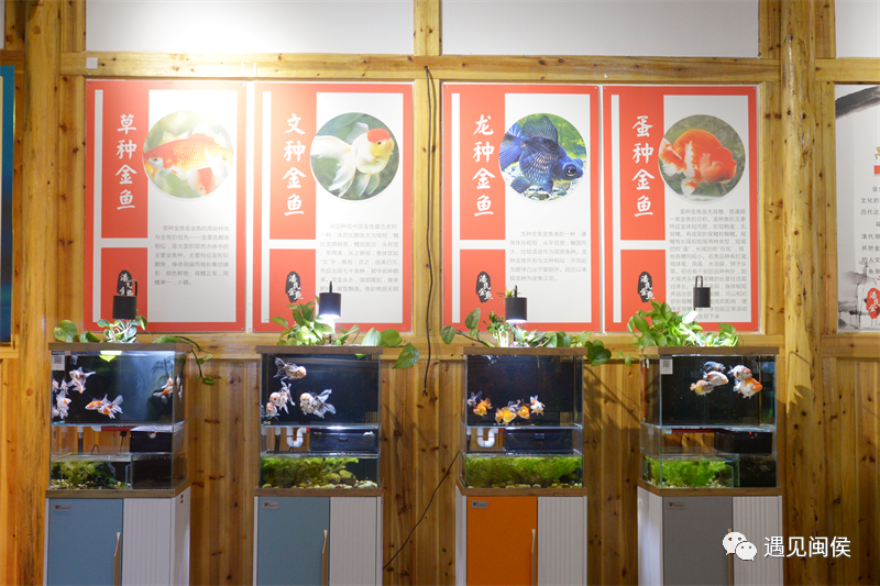 是什么讓閩侯荊溪關中村的發展“如魚得水”