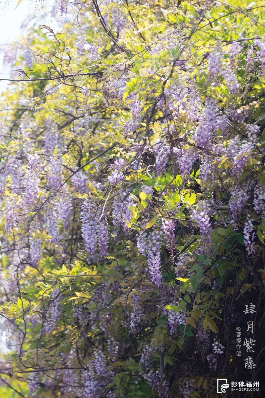 請(qǐng)收藏！福州春日賞花圖鑒！