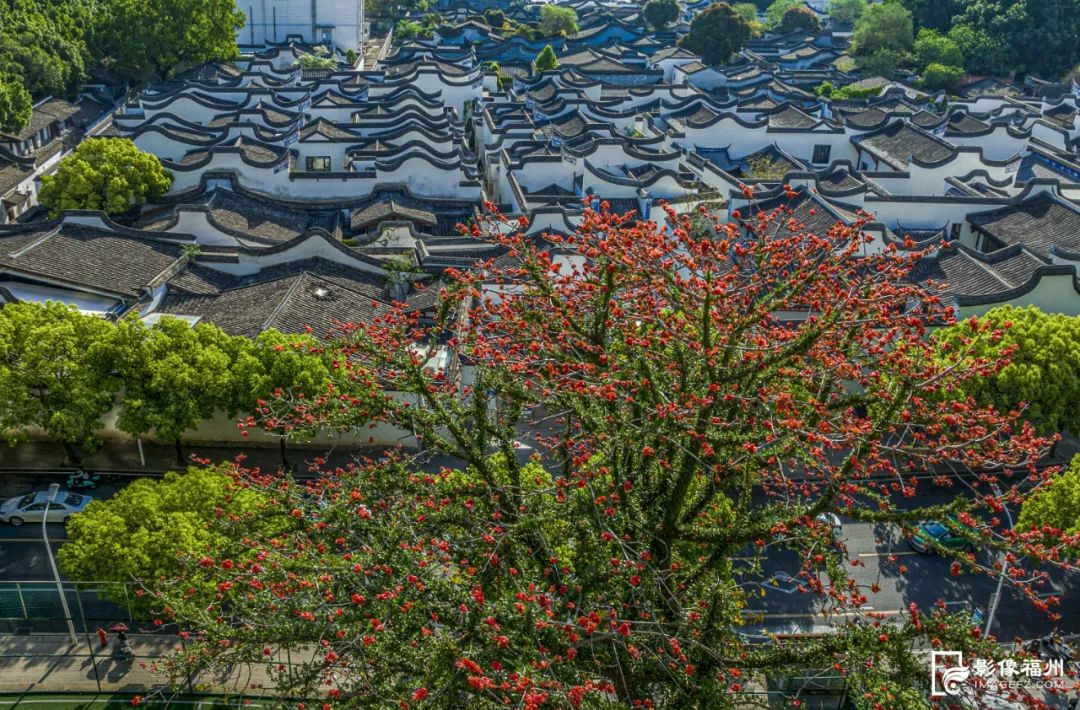 請(qǐng)收藏！福州春日賞花圖鑒！