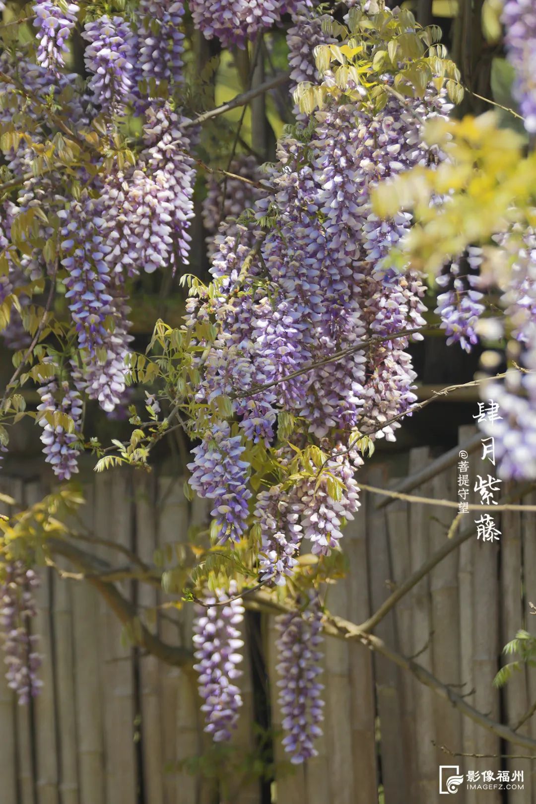 請(qǐng)收藏！福州春日賞花圖鑒！