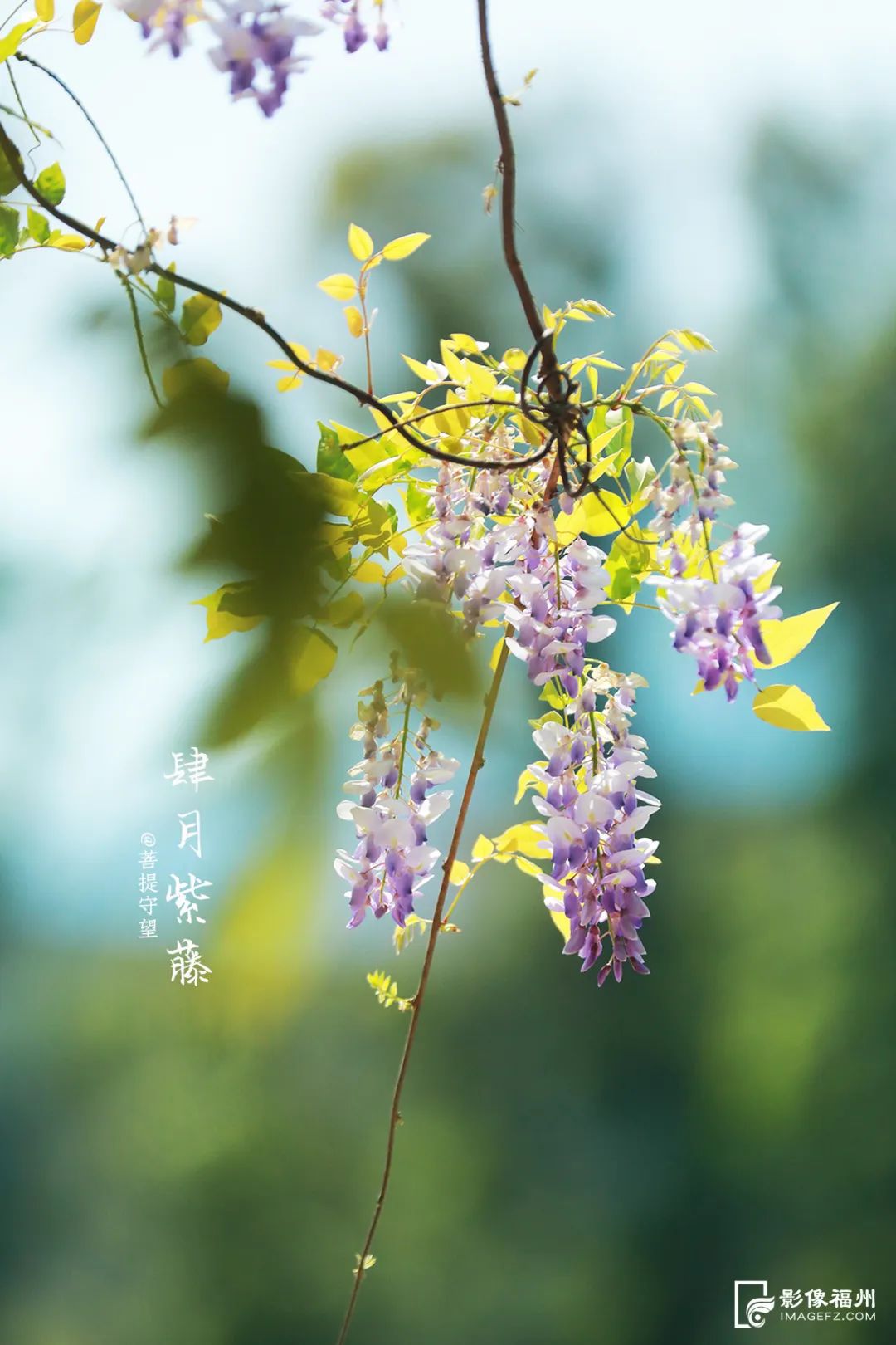 請(qǐng)收藏！福州春日賞花圖鑒！