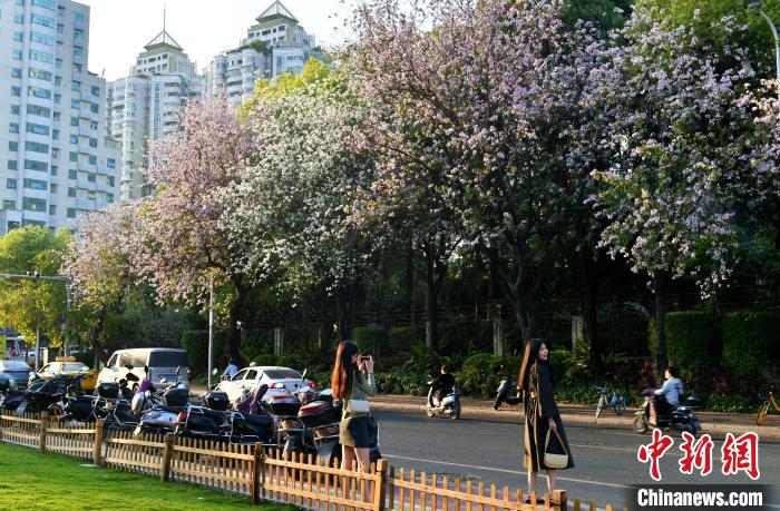 福州：羊蹄甲花盛開成街頭一景
