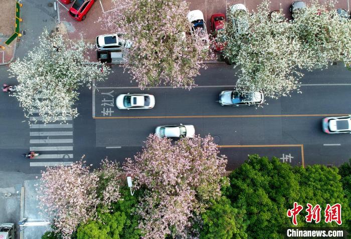 福州：羊蹄甲花盛開成街頭一景