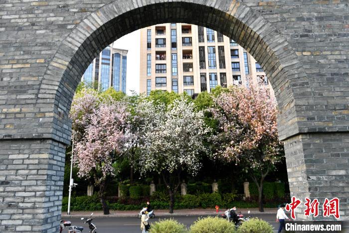 福州：羊蹄甲花盛開成街頭一景