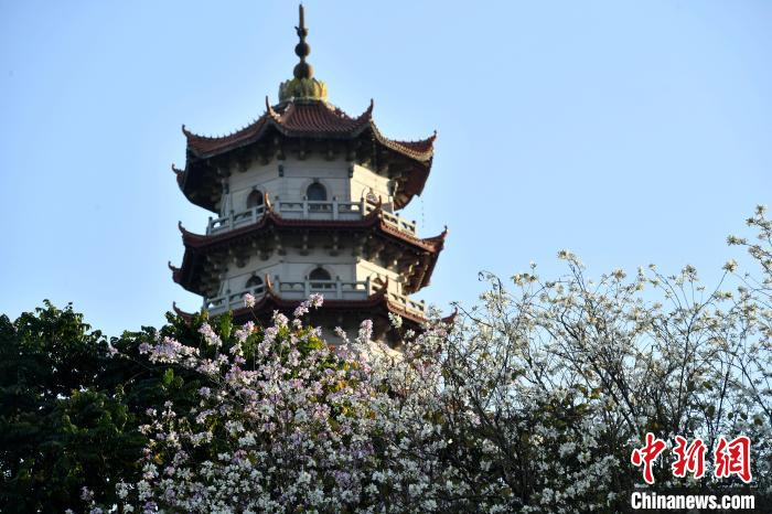 福州：羊蹄甲花盛開成街頭一景
