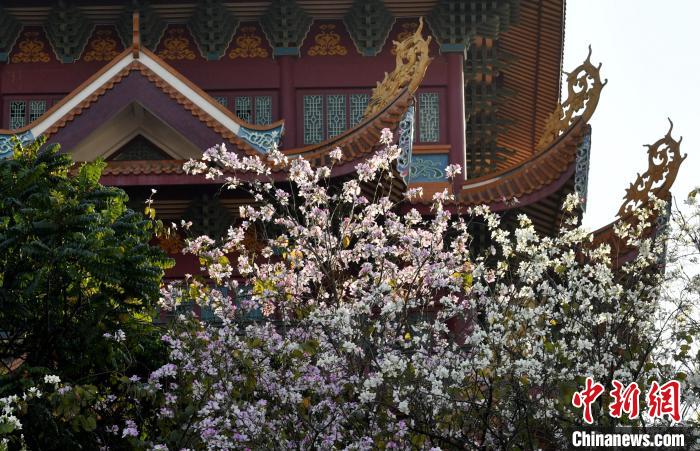 福州：羊蹄甲花盛開成街頭一景