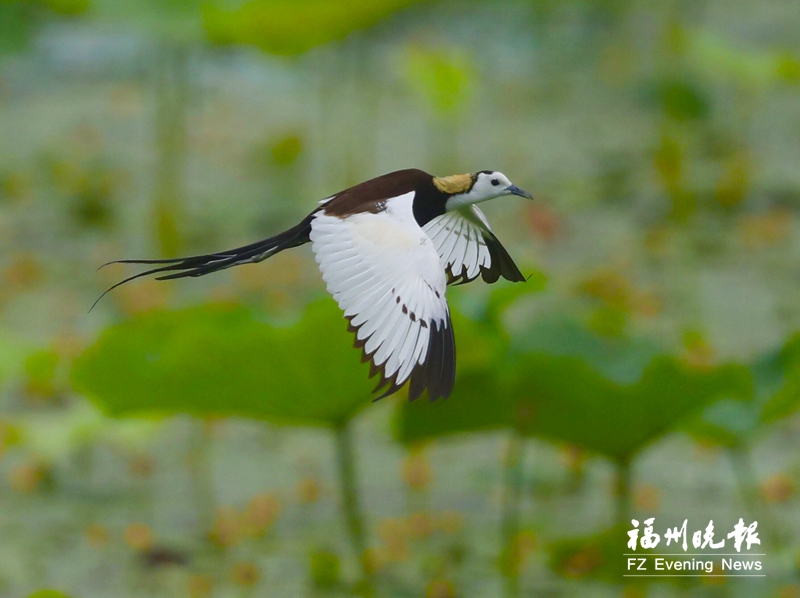 閩江河口濕地成為“鳥的天堂” 五萬水鳥年年來相會