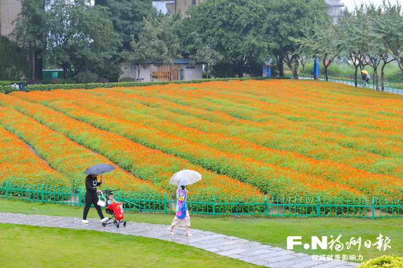 波斯菊爭艷、夏荷初綻 游客公園冒雨賞花熱情不減