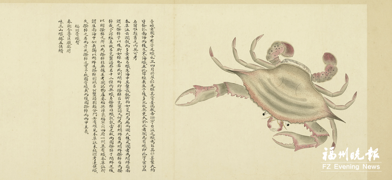 清代《海錯(cuò)圖》第四卷找到 作者贊福州梭子蟹“天下第一”