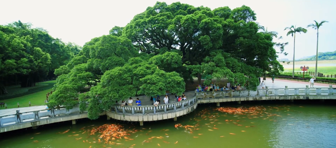 《大美福州》第一季（十）│ 綠滿榕城，花香四溢