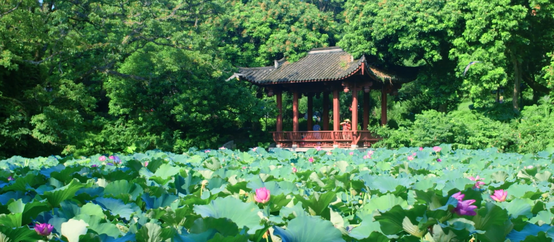 《大美福州》第一季（十）│ 綠滿榕城，花香四溢