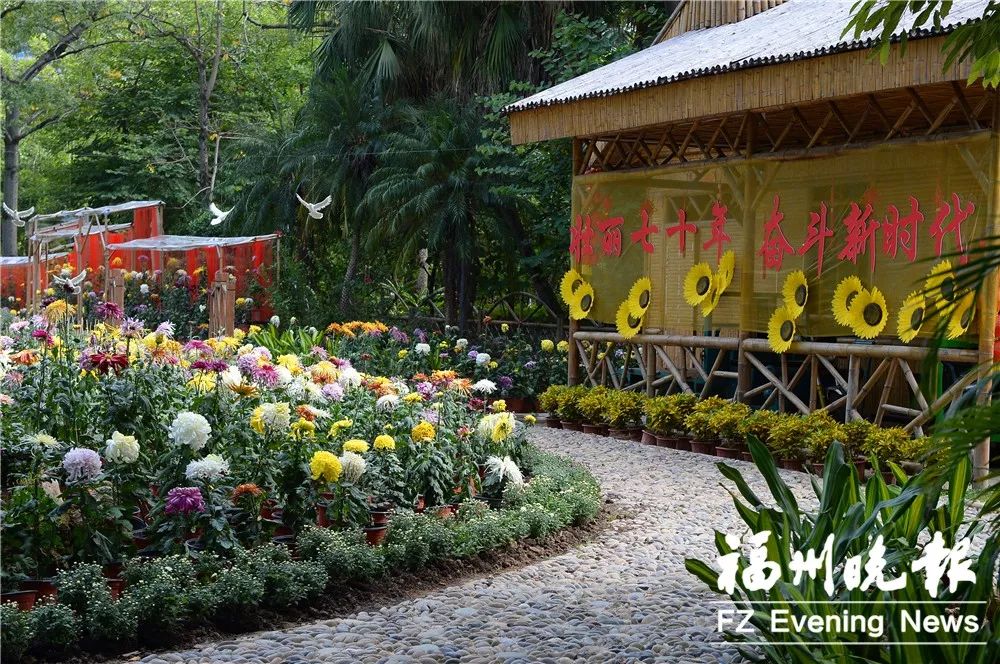 福州西湖菊花展正式亮相！20000多盆 600多品種！