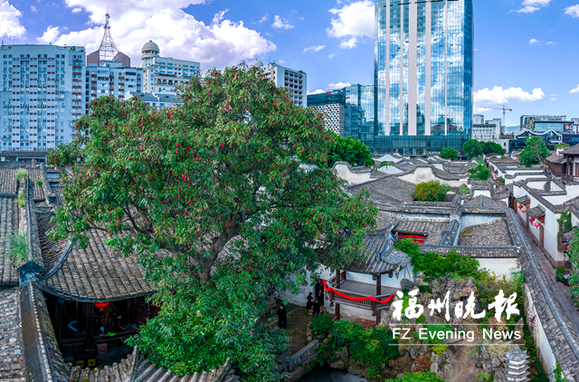 福州荔枝紅 口福眼福文化福
