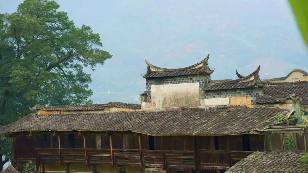 探索閩清秘境森林 遇見最美古樹群