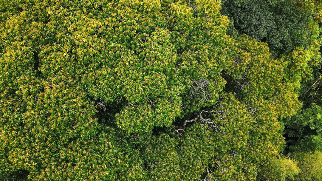 探索閩清秘境森林 遇見最美古樹群