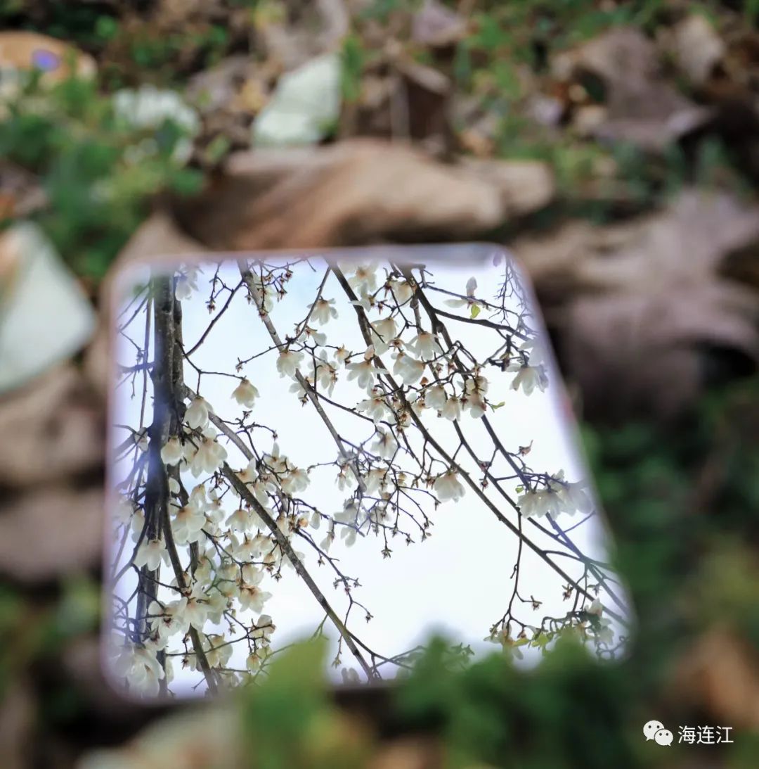 美！連江新晉“頂流”，登場(chǎng)！