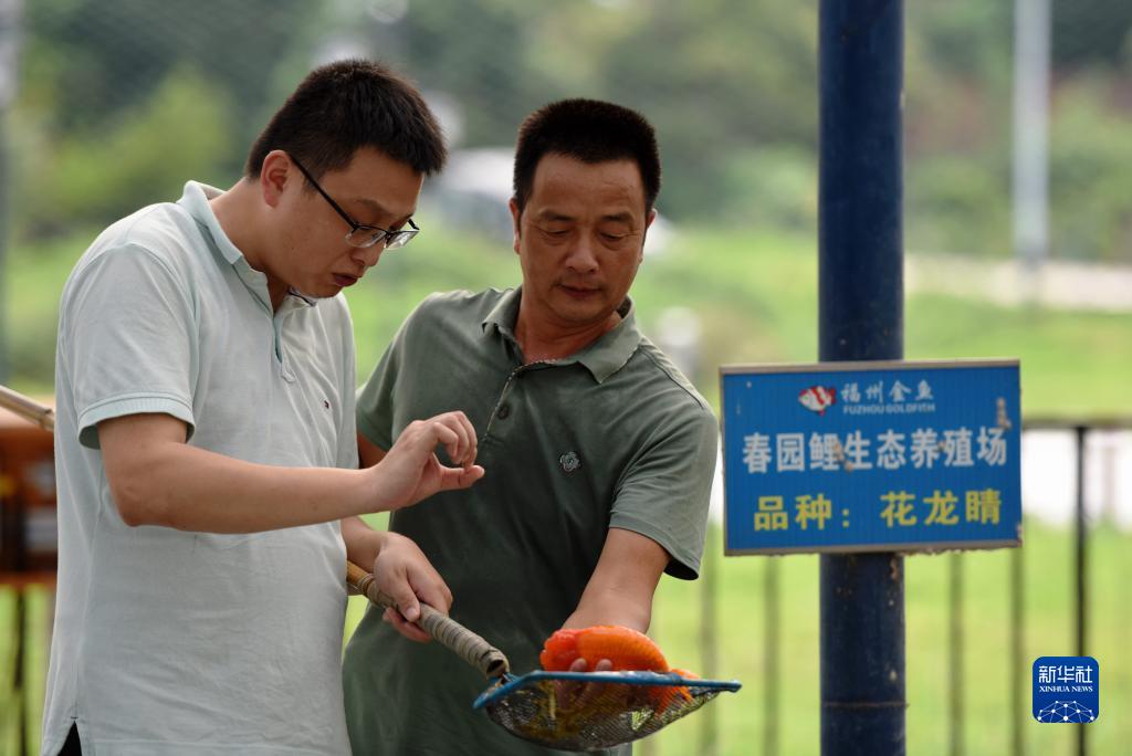 改革故事丨閩侯“金魚村”的變遷v