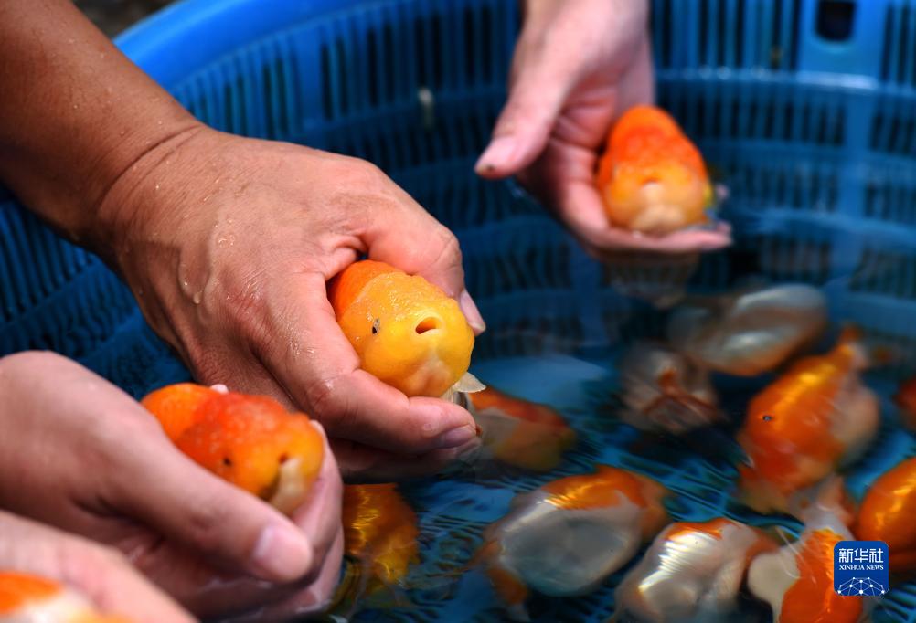 改革故事丨閩侯“金魚村”的變遷v