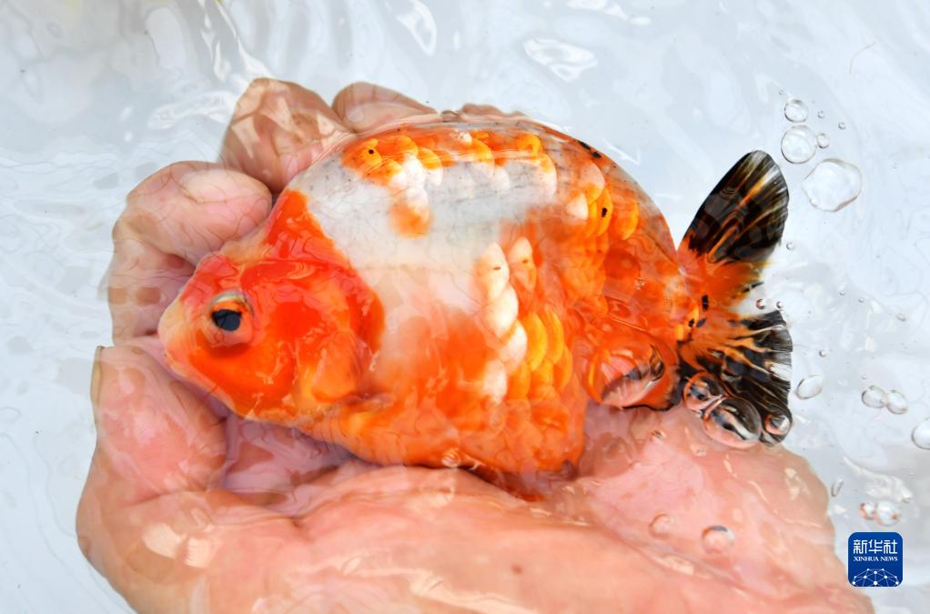 改革故事丨閩侯“金魚村”的變遷v
