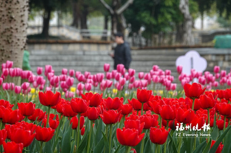看！春節來臨福州各大公園換“新裝”了