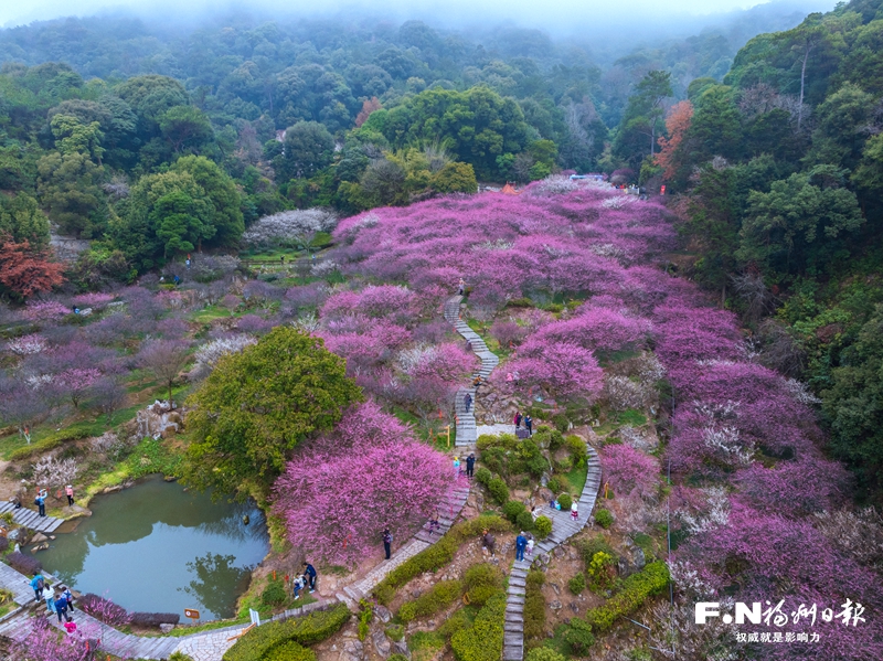 2024福州鼓山梅花文化節啟幕