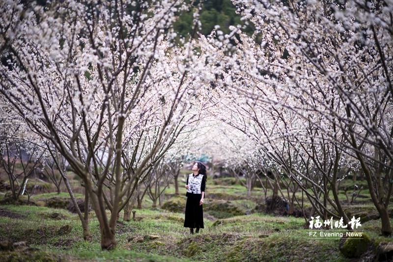 桃花灼灼李花俏 永泰、羅源美景分別上央視