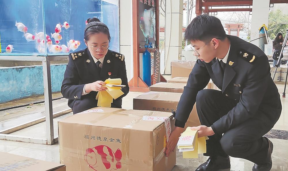 閩侯金魚“游”向新賽道