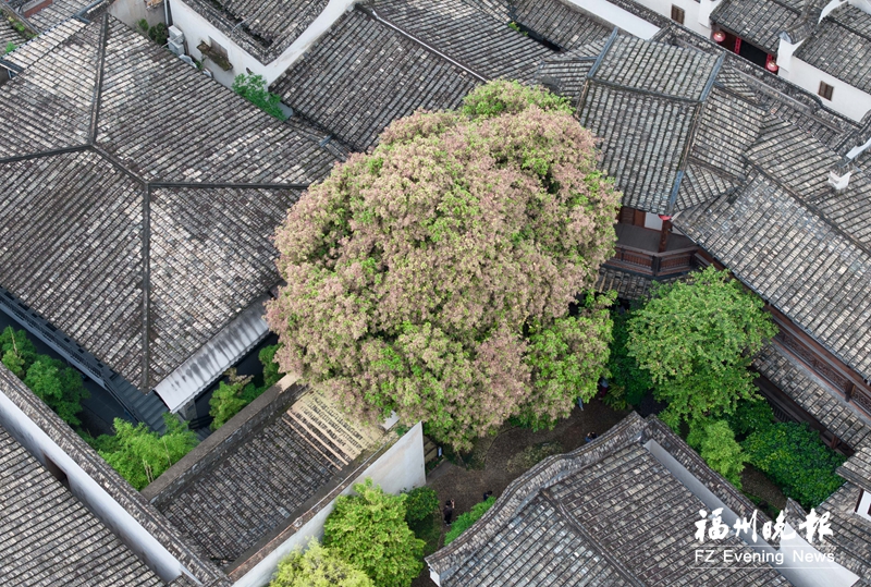 百年蘋婆樹 花開小黃樓