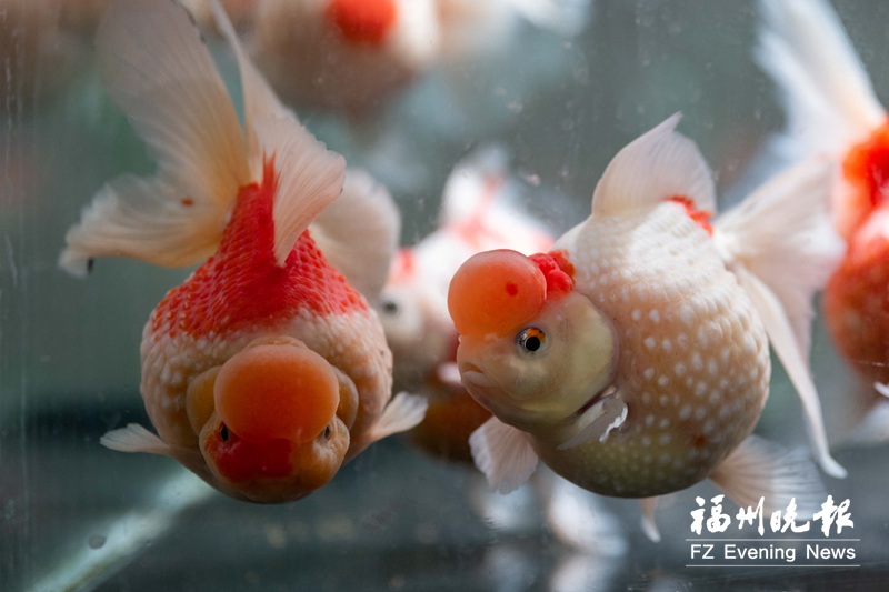 有的酷似奶牛，有的虎虎生威……福州金魚也有“十二生肖”
