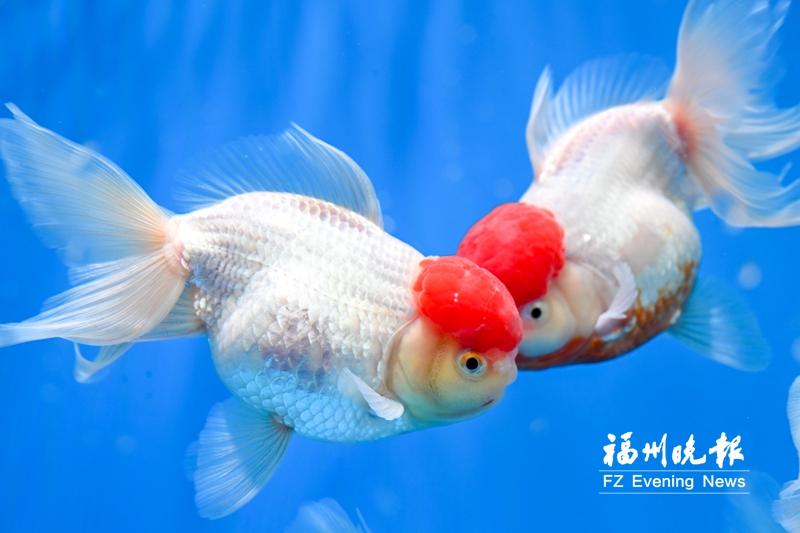 福州金魚新春展覽開幕 觀展有機(jī)會(huì)贏取金魚主題文創(chuàng)