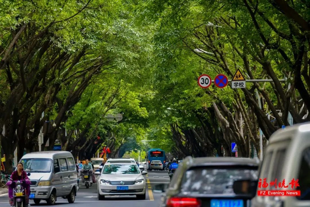 ?來福州 賞榕樹