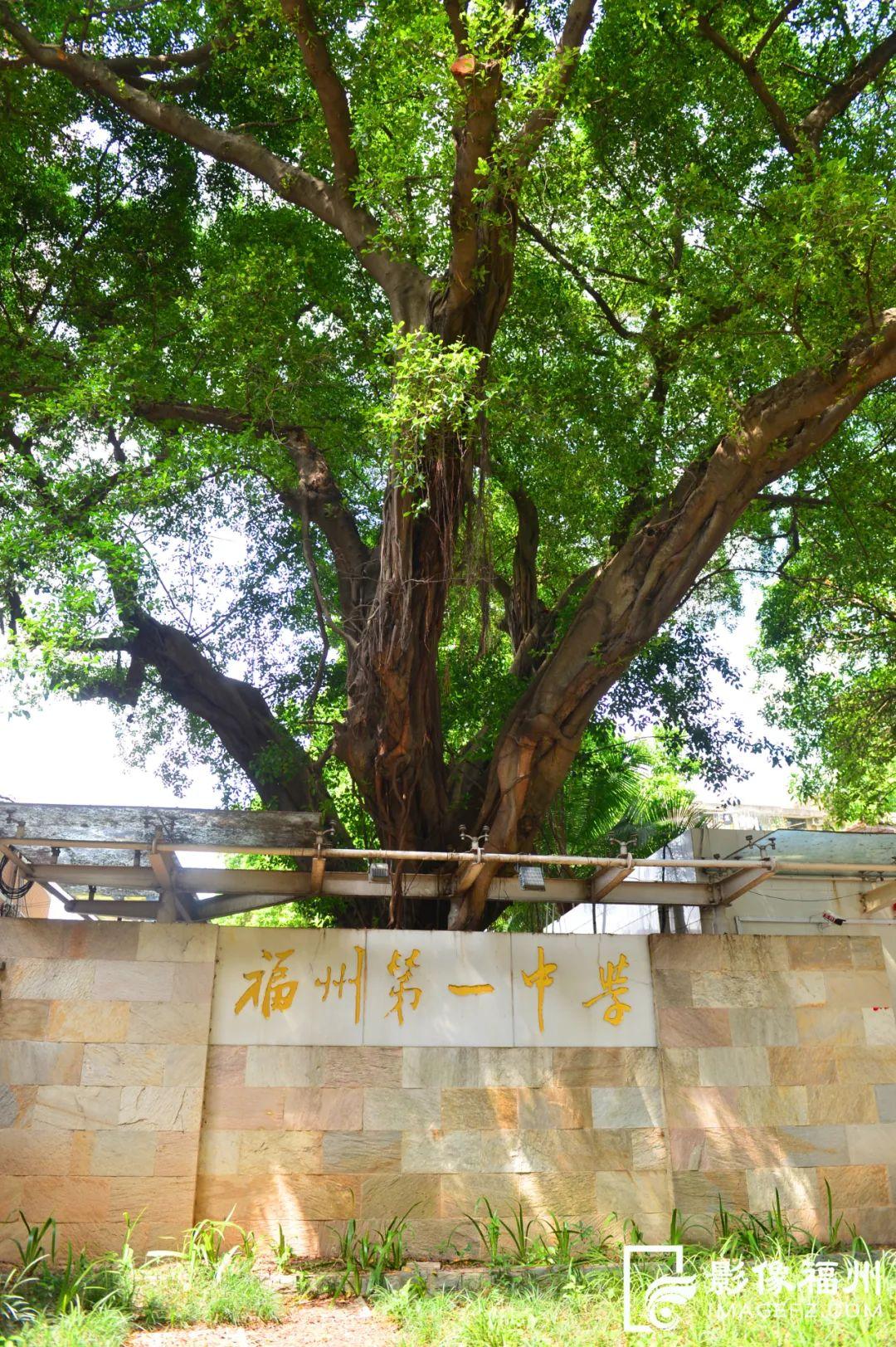 沾福氣！福州這些書院“盛產”學霸