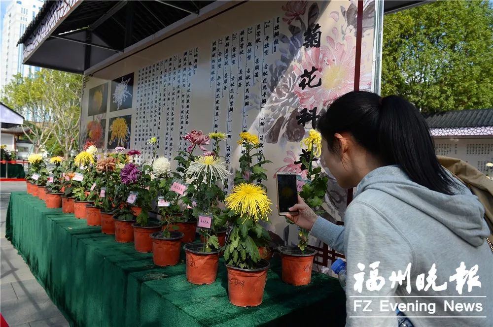 福州西湖菊花展正式亮相！20000多盆 600多品種！