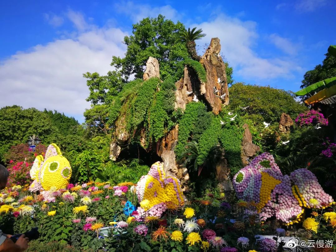 福州西湖菊花展正式亮相！20000多盆 600多品種！