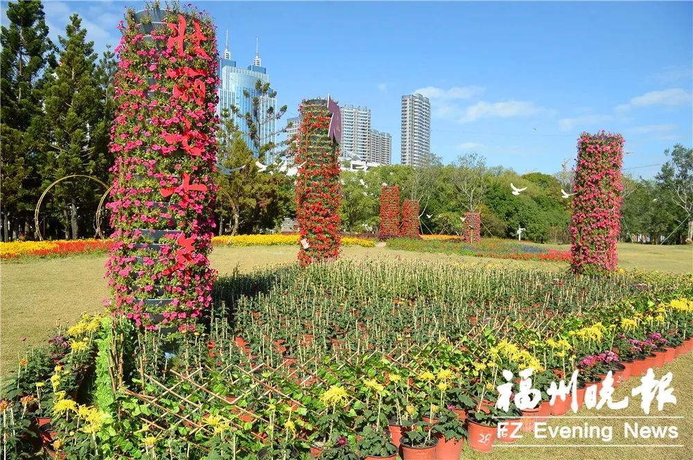 福州西湖菊花展正式亮相！20000多盆 600多品種！